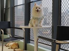 -怪兽屋·羊驼·猫咖·狗咖(俊华广场店)