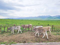 -新疆那拉提国家旅游度假区