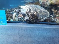 -太平洋海底世界