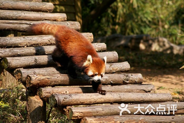 廣州動物園圖片 - 第82張