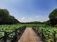 -绍兴镜湖国家城市湿地公园