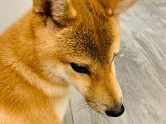 -浣熊柯尔鸭土拨鼠·电玩咖