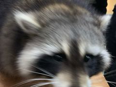 -藦茜花园宠物主题亲子互动体验馆(国顺东路店)