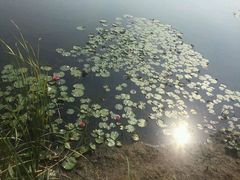 -微山湖红荷湿地景区