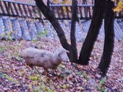 -帽儿山国家森林公园