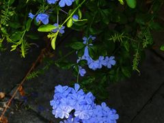 -成都市活水公园