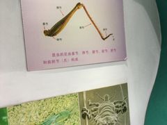 -上海昆虫博物馆