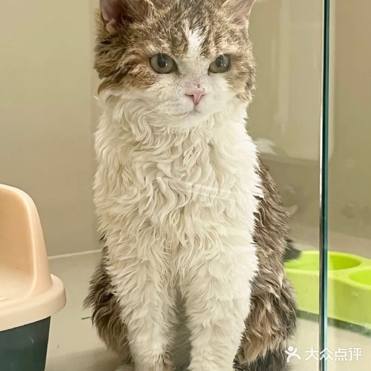 广州探店|来太空舱玩玩喵汪星人&叹咖啡