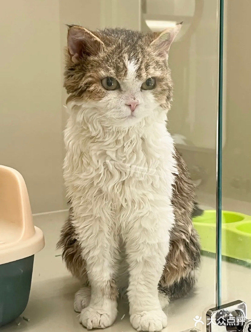 广州探店|来太空舱玩玩喵汪星人&叹咖啡