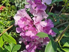 -西双版纳傣族园