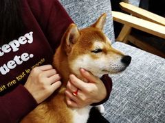 -南京Hallo宠物乐园·哈罗犬舍·柴犬繁育基地