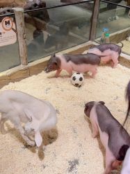 -造物庄园 萌宠纪(苏州湾歌林公园店)