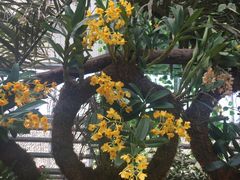 -北京呀路古热带植物园