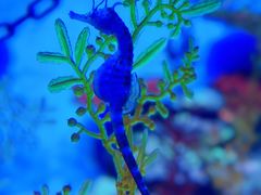 -上海海洋水族馆
