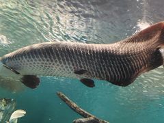 -上海海洋水族馆