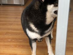 -柴犬高等学院·狗咖·柴犬售卖·宠物训练