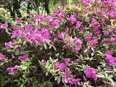 -潜山国家森林公园