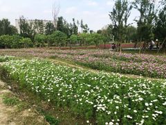 景点-天府芙蓉园