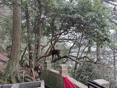 -九华山风景区