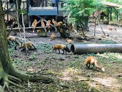 -宫城藏王狐狸村