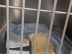 -良伴无忧宠物医院(泰欣嘉园店)