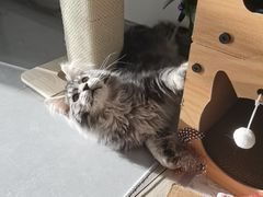 -pd派德宠物中心医院24H急重症·眼科中心·血液透析中心(嵩山北路店)