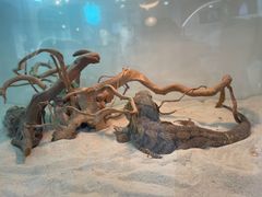 -喵园·猫主题咖啡厅·撸猫·猫咖(国贸店)