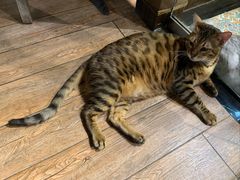 -more than meow吴止猫主题餐厅(承德 中船汇店)