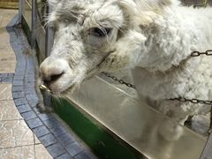 -上海大自然野生昆虫馆(东方明珠·爬宠昆虫探索中心)