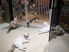 -藏猫猫咖啡主题馆(中央大道店)