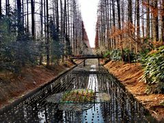 -东平国家森林公园