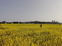 -长洲岛