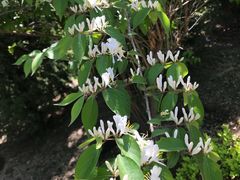 -武清南湖绿博园