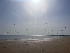 -东疆理想海岸沙滩景区