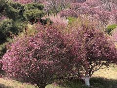 -石岛赤山风景区