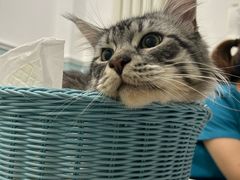 -纳吉亚猫专科动物医院·北北分院