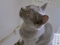 -我爱猫咪·猫咖·狗咖·安哥拉兔·羊驼咖(小寨华旗店)