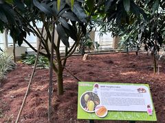 -歌斐颂巧克力小镇