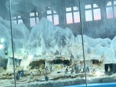 -帝企鹅自助餐厅•儿童岛•真企鹅(长隆企鹅酒店)