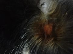 -1013 PET SHOP 宠物商店(近铁城市广场店)