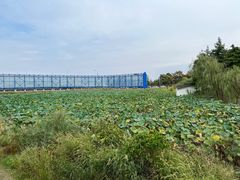 -杭州湾海上花田景区