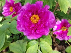 -国家植物园南园