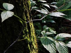 -洛阳白云山景区