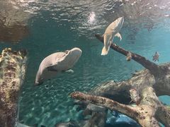 -上海海洋水族馆