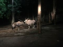 -清迈夜间动物园