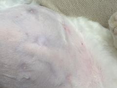 -北京赛佳动物医院