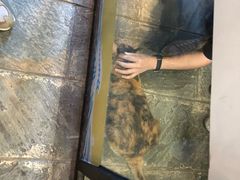 -猫咪博物馆(顶澳仔猫街店)