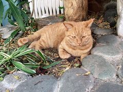 -喵屿·大理花园猫咖