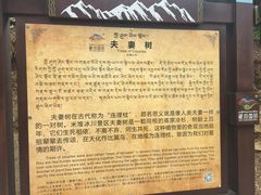 -米堆冰川