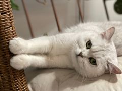 -平行世界·猫咖(首经贸店)